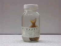 藏品(多刺鯉(魚翁))的圖片